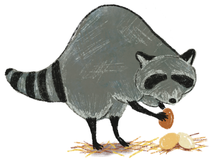 Illustration of a raccoon stealing eggs by Rosalinda Perez
