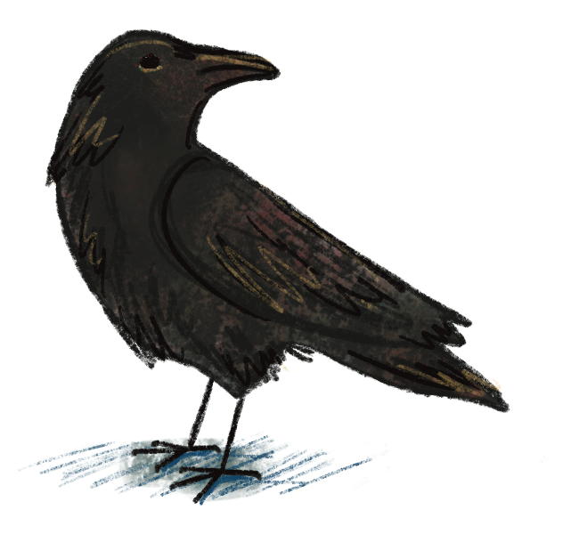 Illustration of a crow by Rosalinda Perez for the story Early Birds